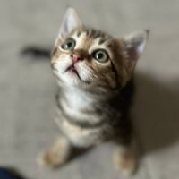 Metis à l'adoption #3