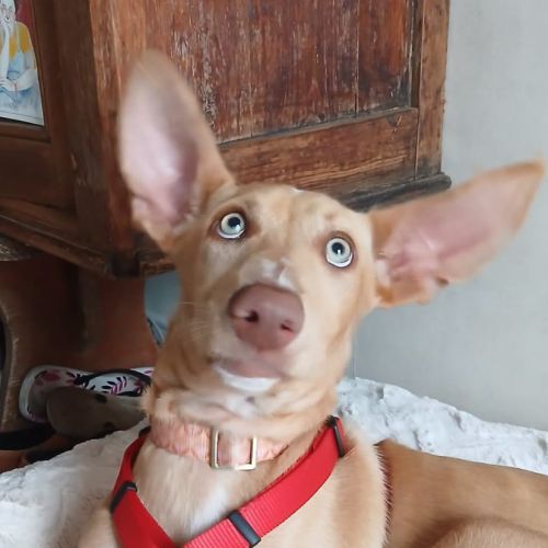 Maggie, magnifique chiot podenca de 5 mois #1