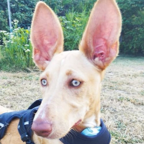 Maggie, magnifique chiot podenca de 5 mois