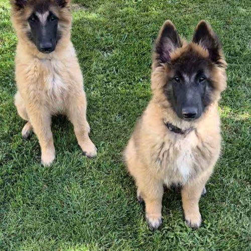 Chiots berger belge tervueren