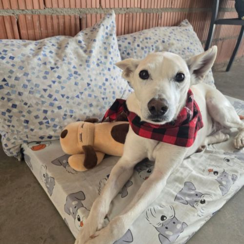 Pistole 10 ans, une merveille de chien ! #2