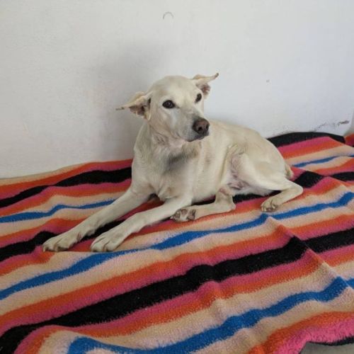 Pistole 10 ans, une merveille de chien !