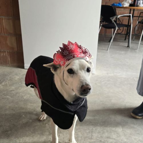 Pistole 10 ans, une merveille de chien ! #4