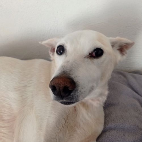 Pistole 10 ans, une merveille de chien ! #5