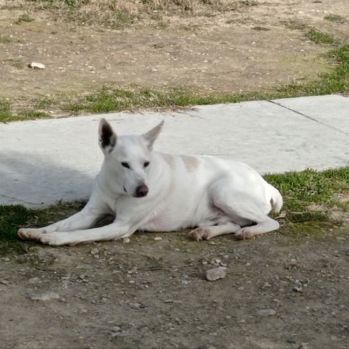 Pistole 10 ans, une merveille de chien ! #7