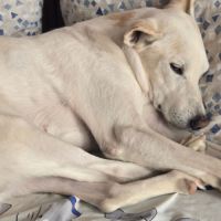 Pistole 10 ans, une merveille de chien ! #1