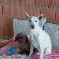 Pistole 10 ans, une merveille de chien ! #6