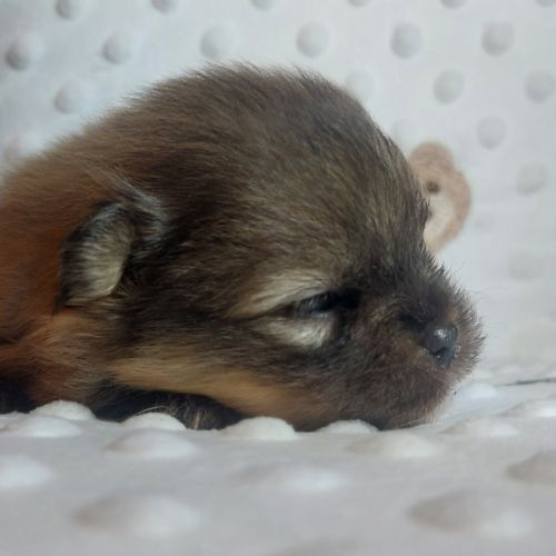 Chiot spitz