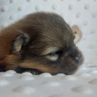 Chiot spitz #0