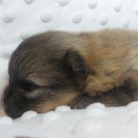 Chiot spitz #3