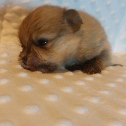 Spitz chiot #2