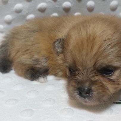 Spitz chiot