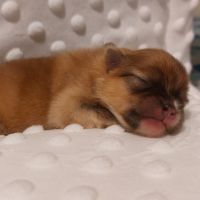 Spitz chiot #1