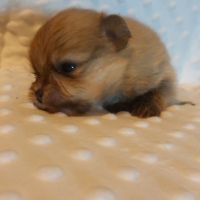 Spitz chiot #2