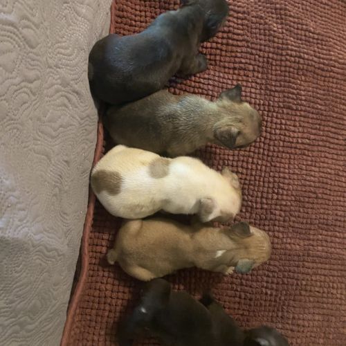 Chiots bouledogue français #1