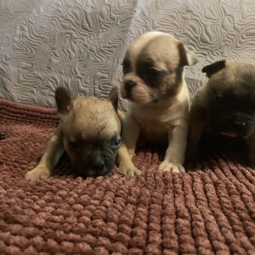 Chiots bouledogue français #2