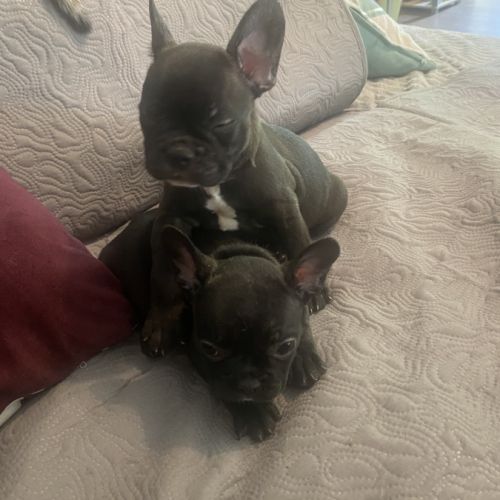 Chiots bouledogue français