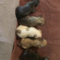 Chiots bouledogue français #1