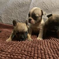 Chiots bouledogue français #2
