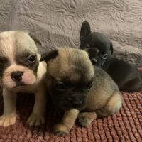 Chiots bouledogue français #0