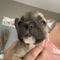 Chiots bouledogue français