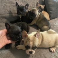 Chiots bouledogue français