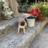 Chiots bouledogue français
