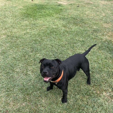Chiots staffie #1
