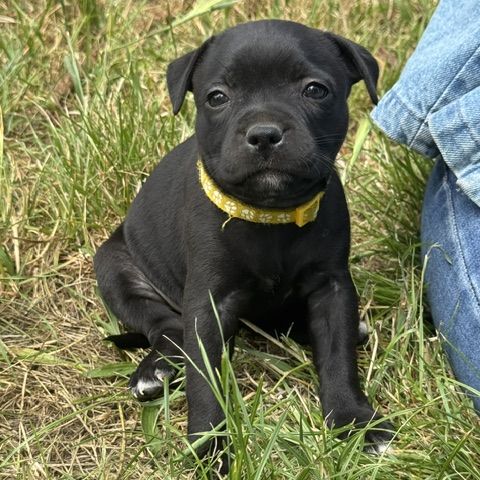 Chiots staffie #4