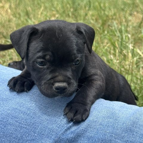Chiots staffie #0