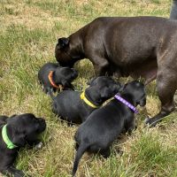 Chiots staffie #2