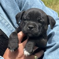 Chiots staffie #3
