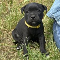 Chiots staffie #4