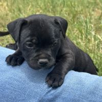 Chiots staffie