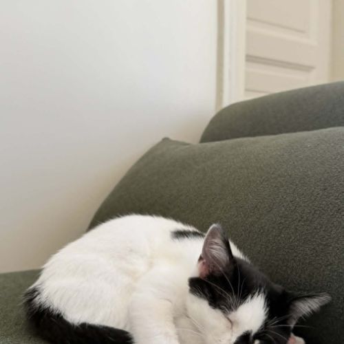 Loewe une chatonne câline et proche de vous. #4