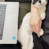 Loewe une chatonne câline et proche de vous. #2
