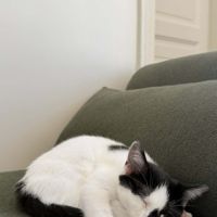 Loewe une chatonne câline et proche de vous. #4