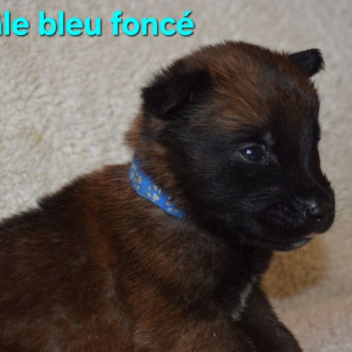 Chiots berger belge malinois lof #1
