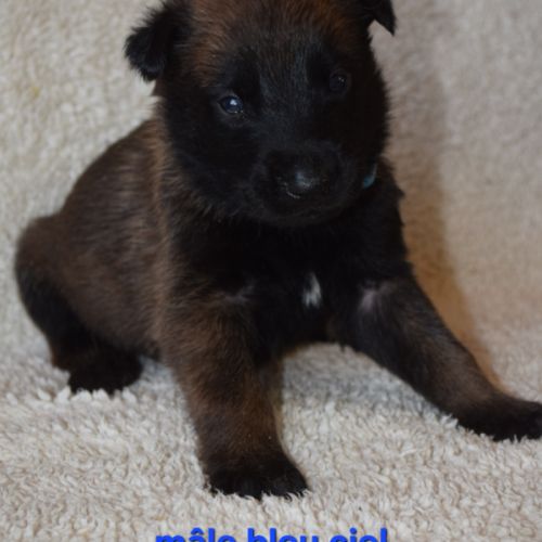 Chiots berger belge malinois lof
