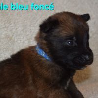 Chiots berger belge malinois lof #1