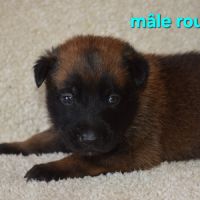 Chiots berger belge malinois lof #2