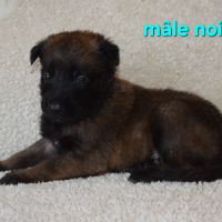 Chiots berger belge malinois lof #3