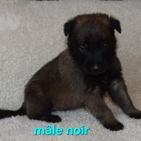Chiots berger belge malinois lof #4