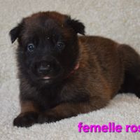 Chiots berger belge malinois lof #5