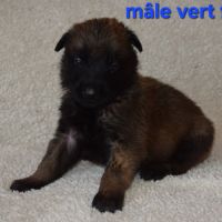 Chiots berger belge malinois lof #6