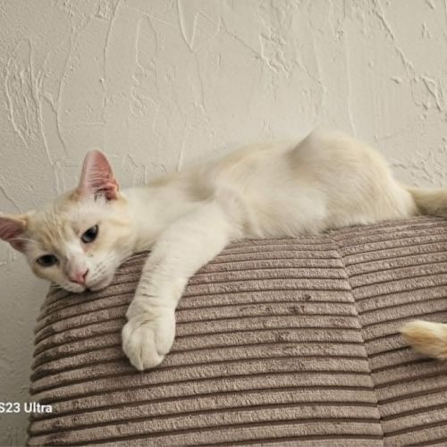Caramel, jeune chat à l'adoption #3
