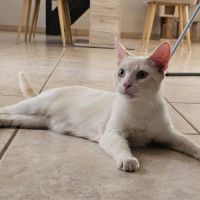Caramel, jeune chat à l'adoption #1