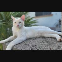 Caramel, jeune chat à l'adoption