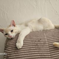 Caramel, jeune chat à l'adoption #3