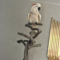 Cacatoès des moluque #0